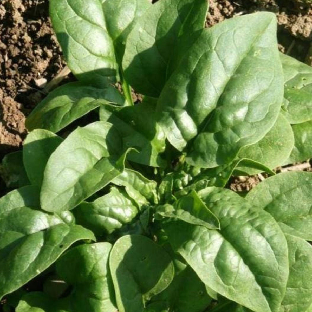 Verdil Spinach by MIgardener
