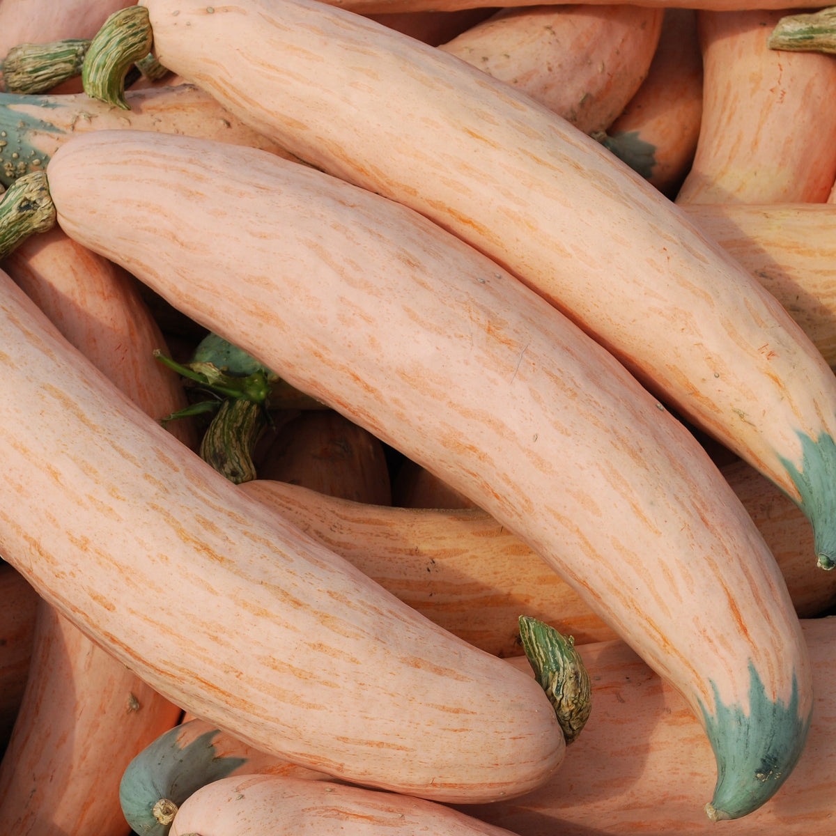 North Georgia Candy Roaster Squash by MIgardener