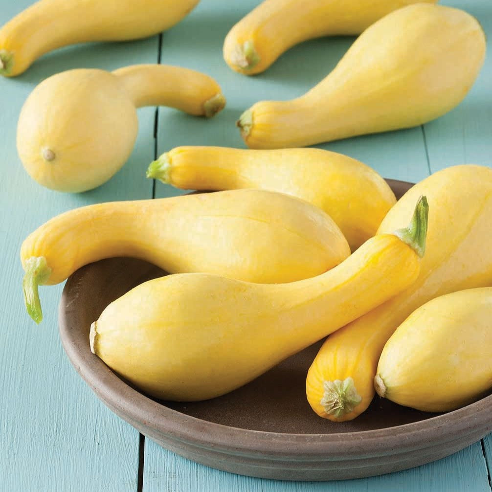 Crookneck Squash by MIgardener