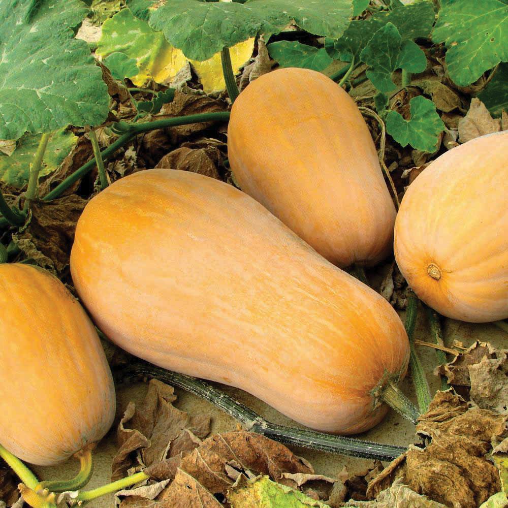 Waltham Butternut Squash by MIgardener