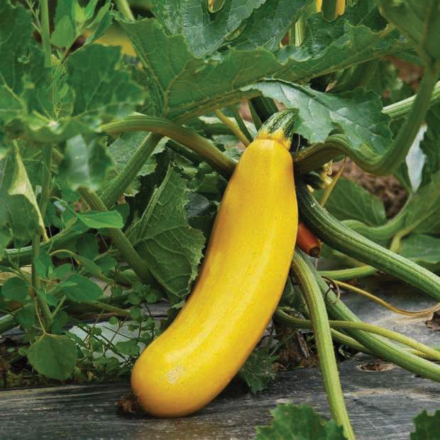Golden Zucchini by MIgardener