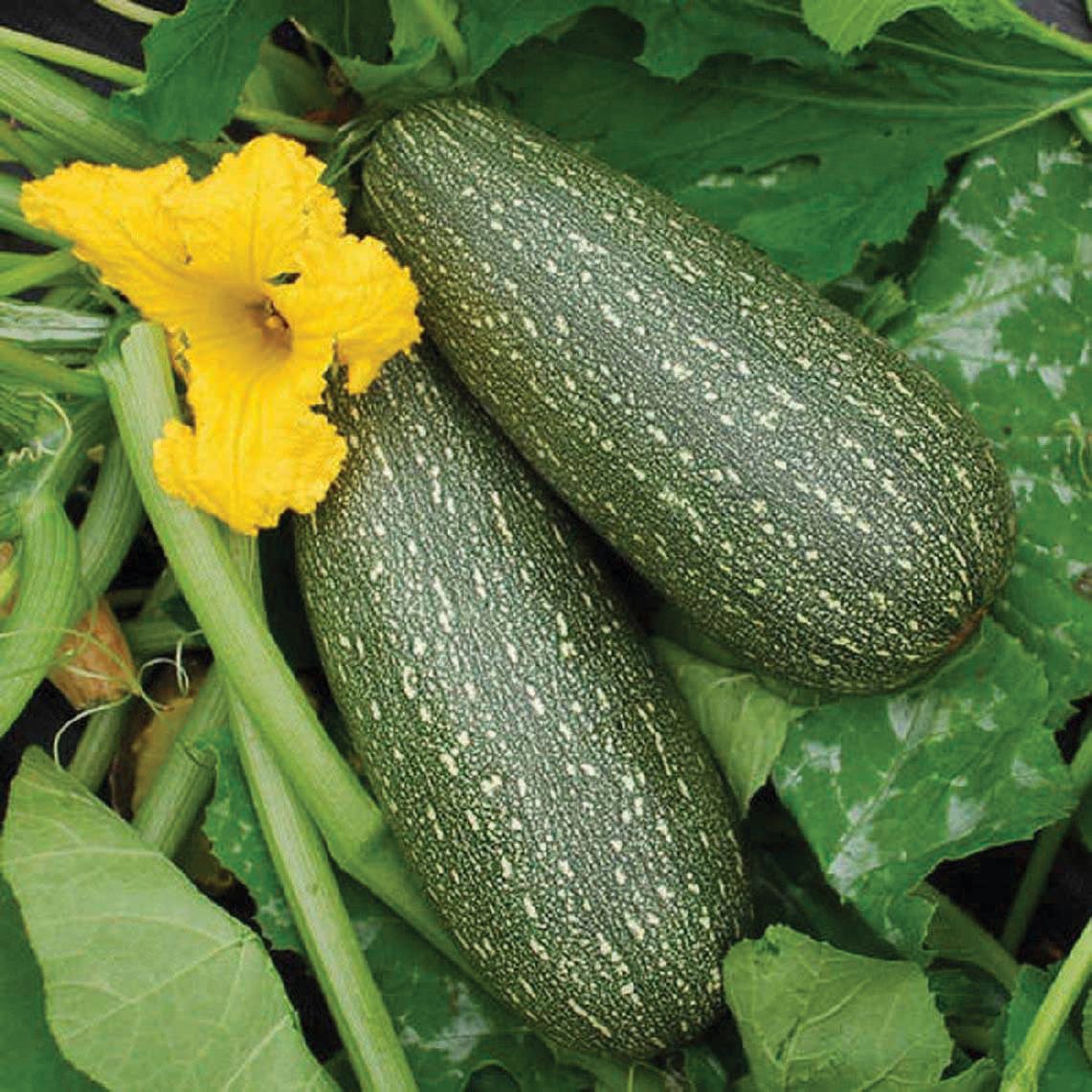 Grey Zucchini by MIgardener