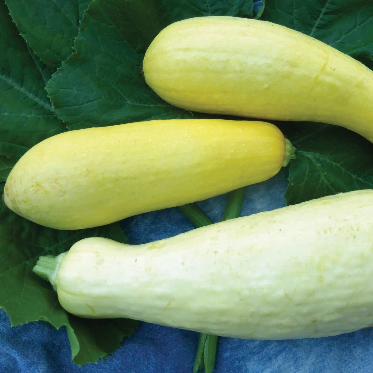Early Prolific Straightneck Squash by MIgardener