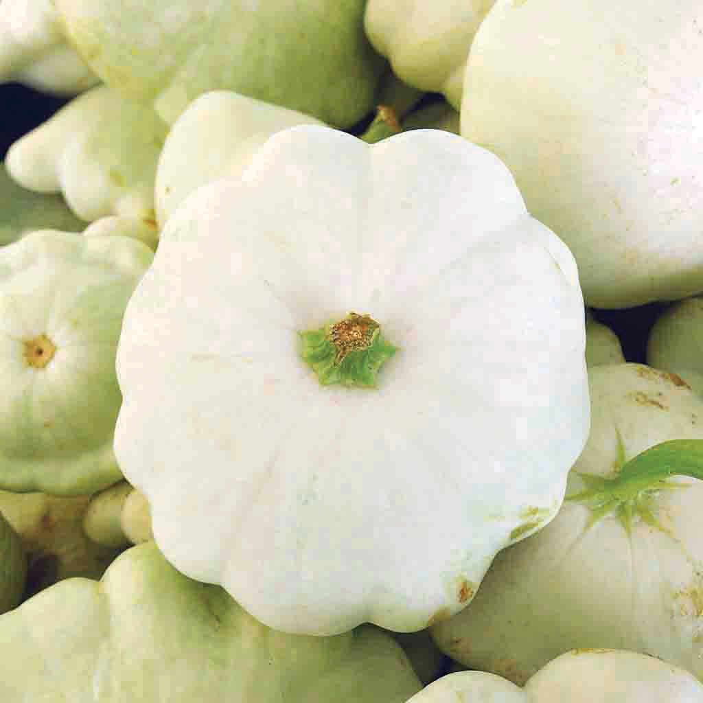 White Scallop Squash by MIgardener