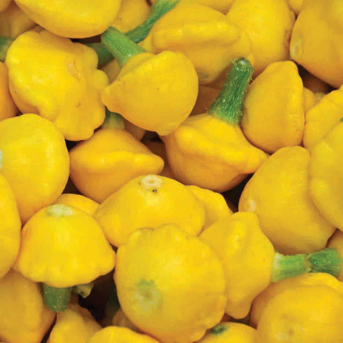 Yellow Scallop Squash by MIgardener