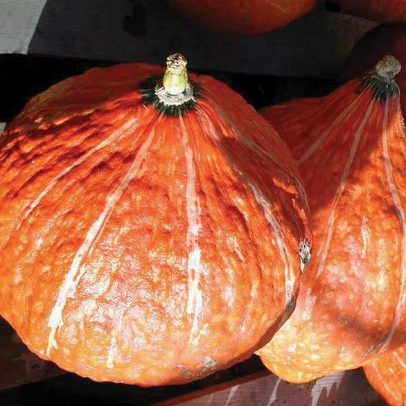 Golden Hubbard Squash by MIgardener