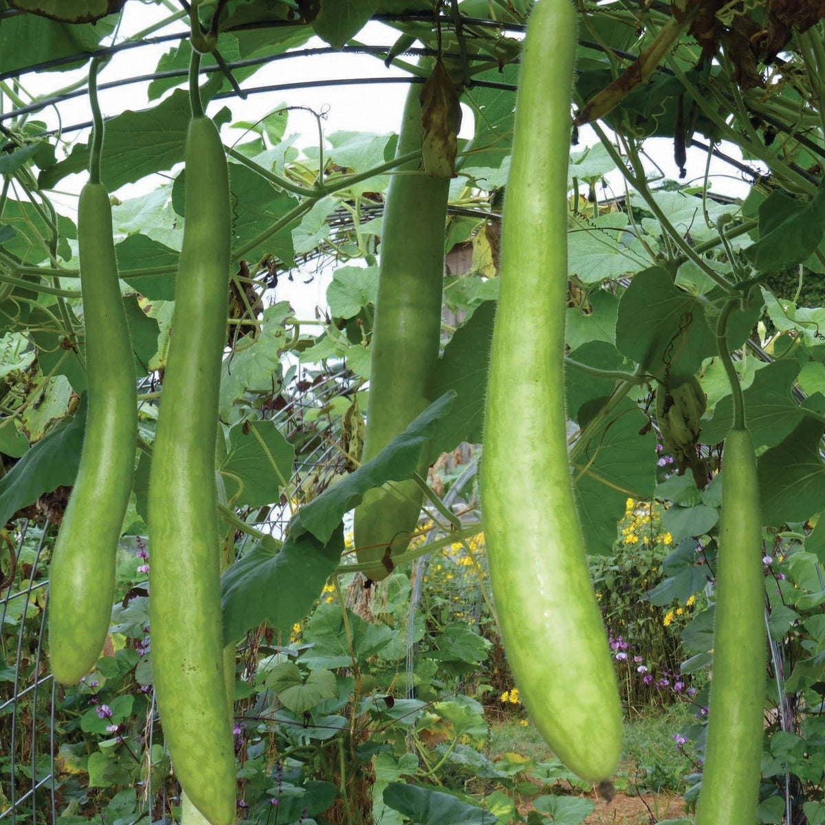 Cucuzzi Squash by MIgardener