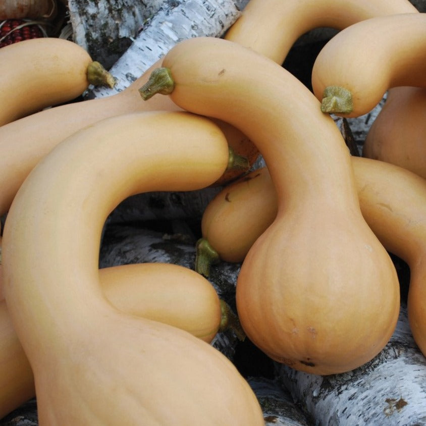 Butterneck Squash by MIgardener