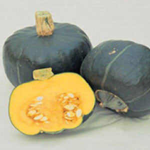 SQUASH (Buttercup) Seeds, Burgess