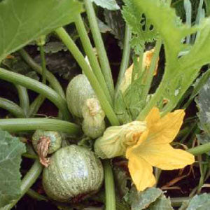 SQUASH Seeds, Zucchini Round