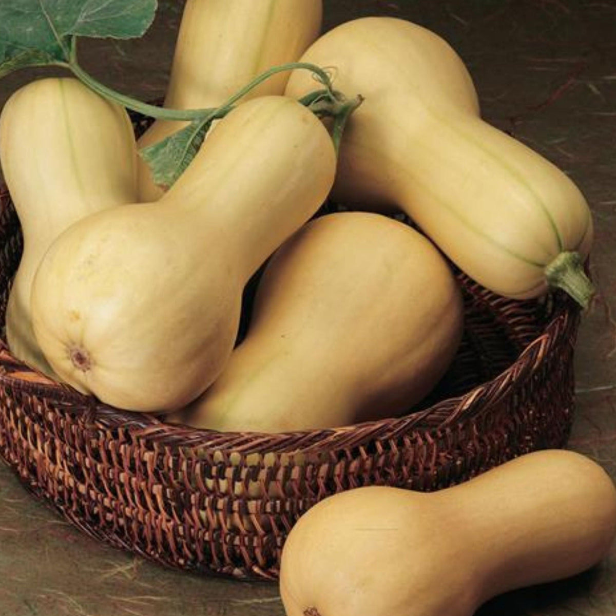 Butterbush Squash by MIgardener