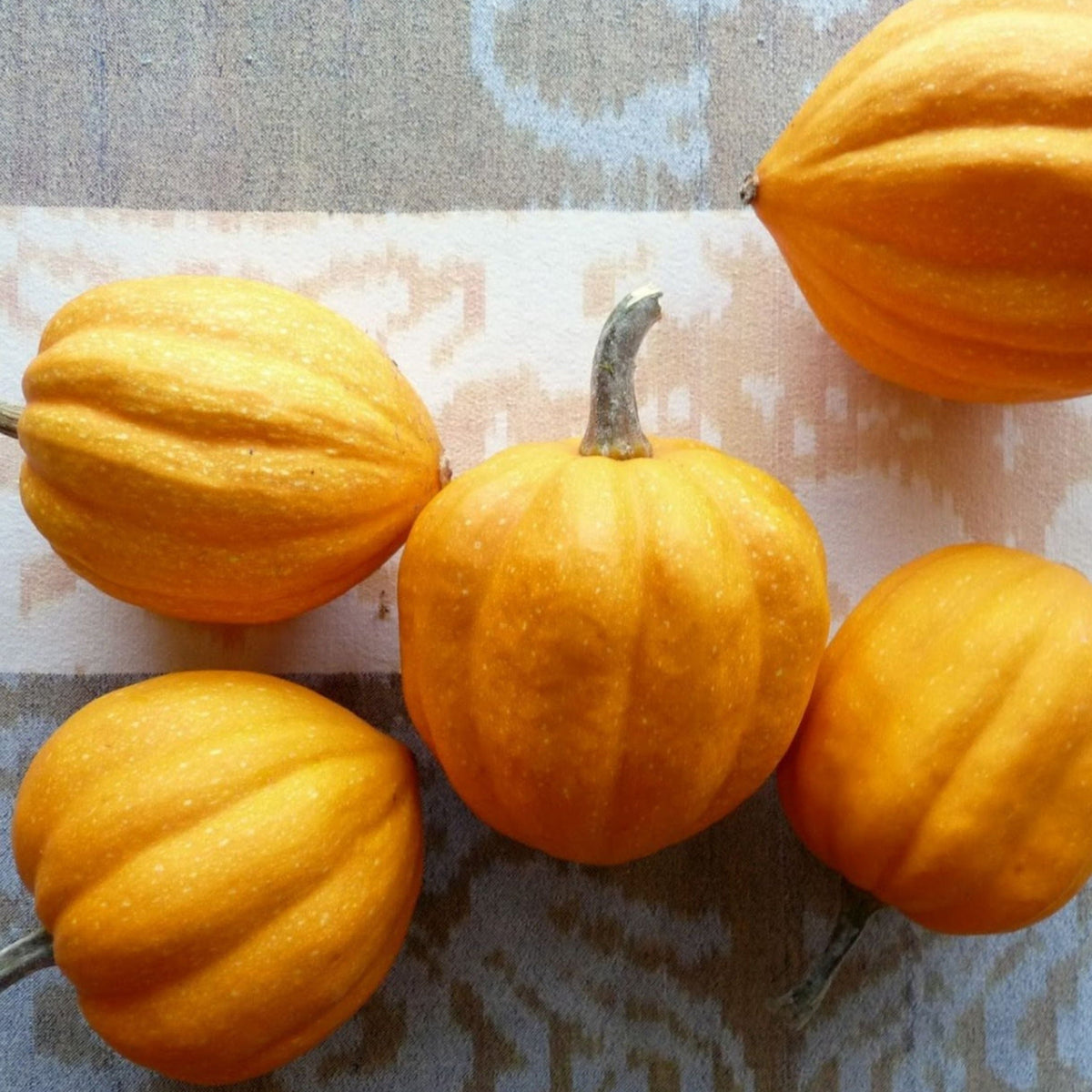 Gill's Golden Pippin Squash by MIgardener