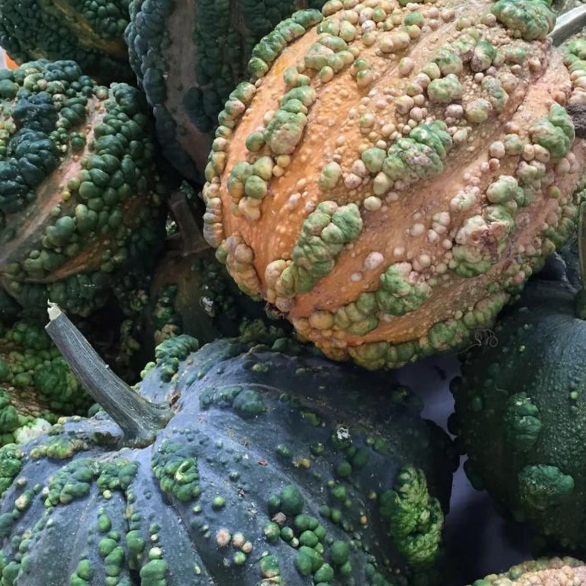 Musquee De Maroc Squash by MIgardener