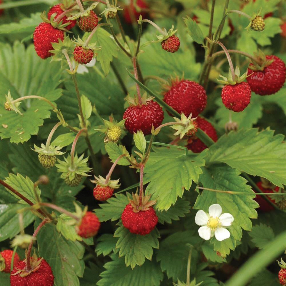 Alexandria Strawberry (Everbearing) seeds by MIgardener