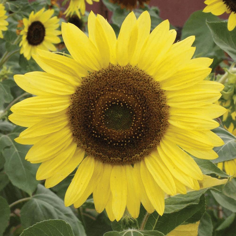 Lemon Queen Sunflower by MIgardener
