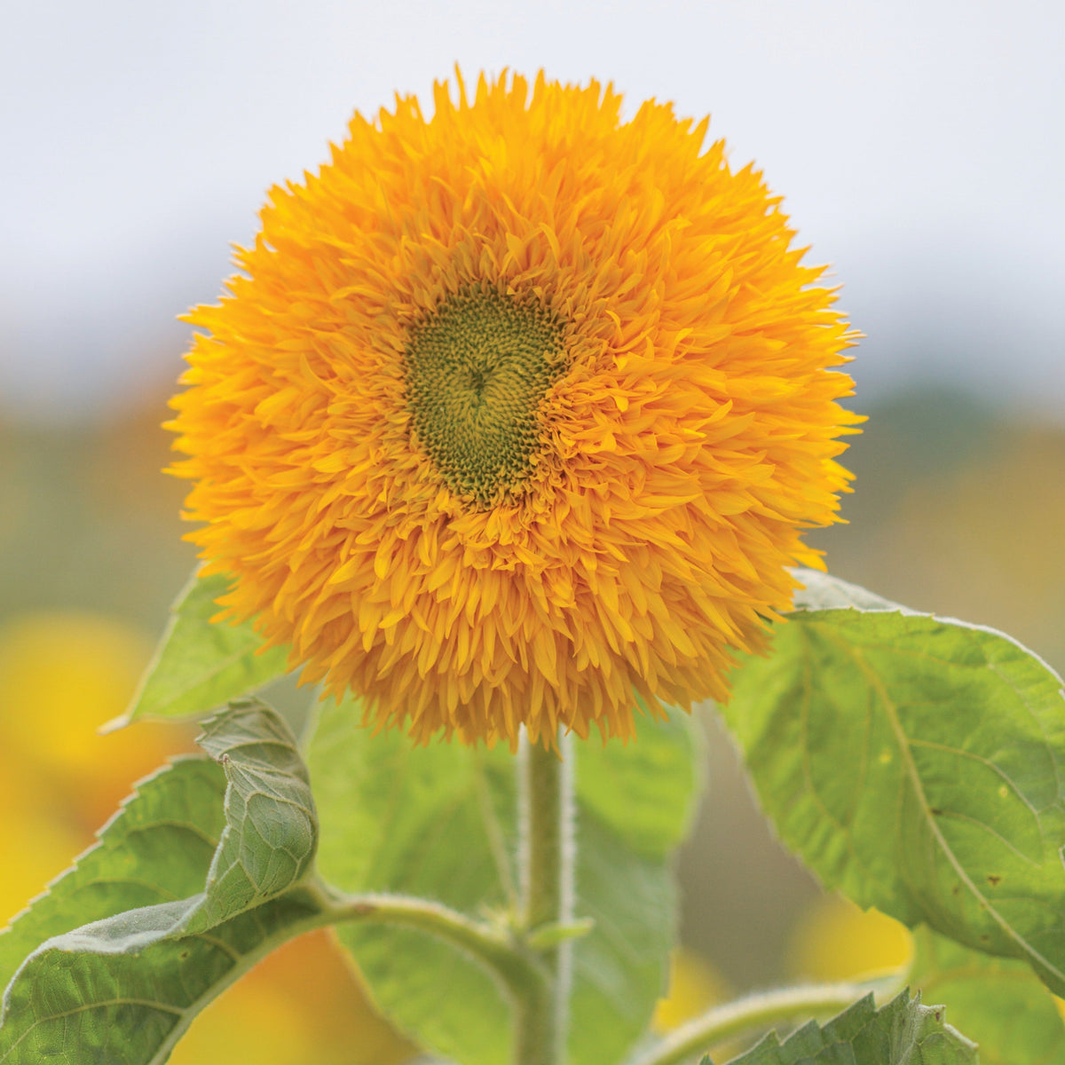 Sungold Tall Sunflower by MIgardener