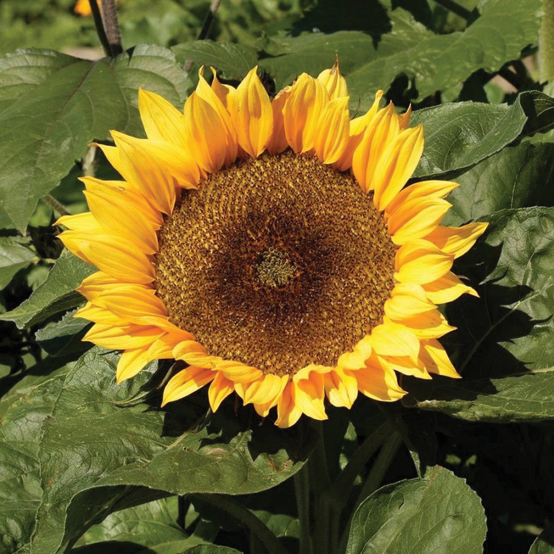 Sunspot Dwarf Sunflower by MIgardener