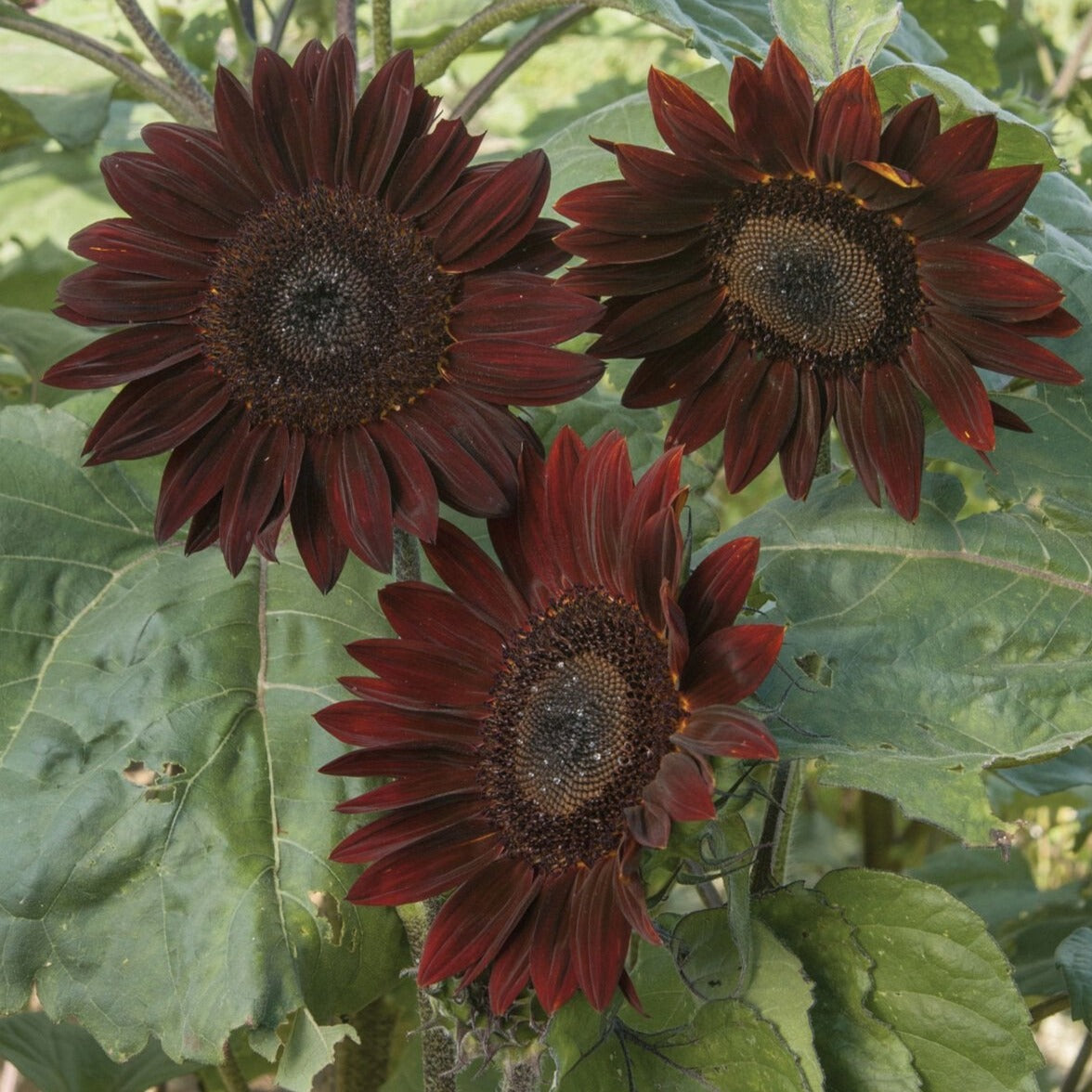 Chocolate Cherry Sunflower by MIgardener
