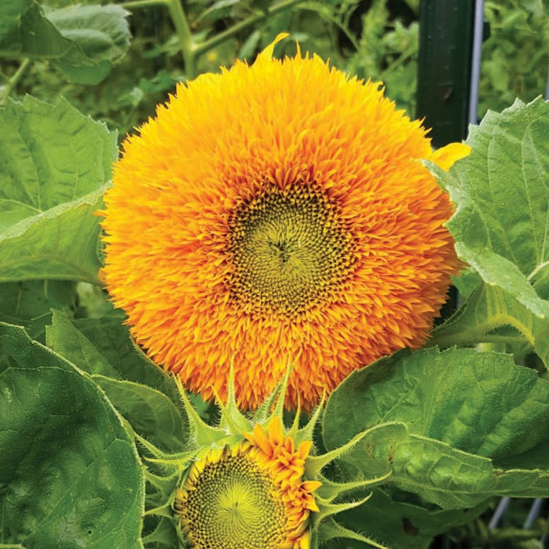 Teddy Bear Sunflower by MIgardener