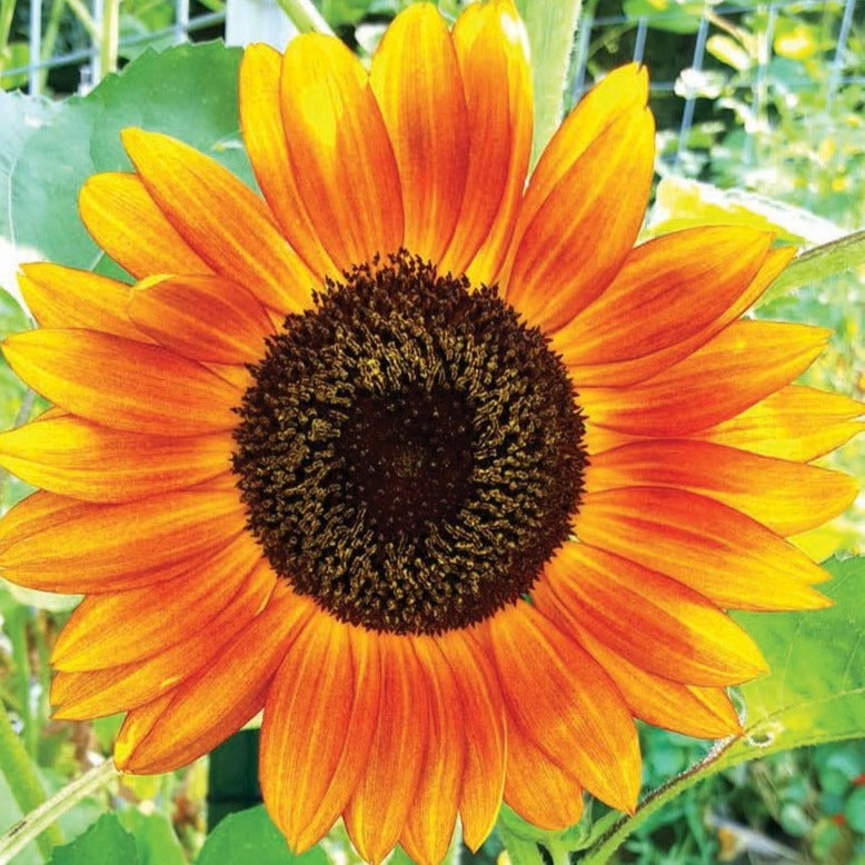 Autumn Beauty Sunflower by MIgardener