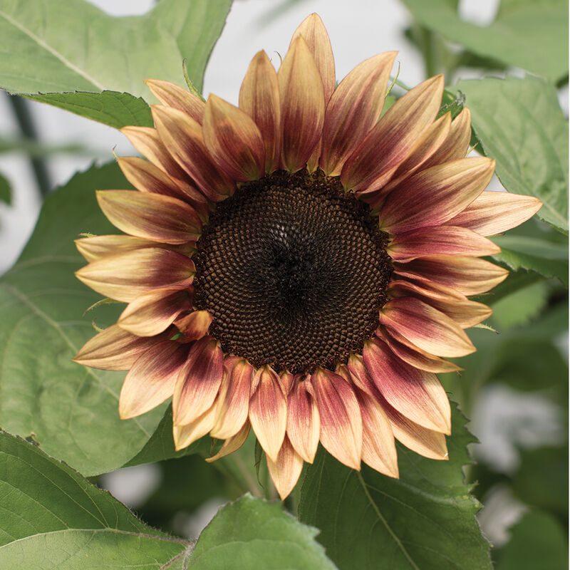 Papaw's Garden Supply Pro Cut Plum Sunflower Seed 20 CT/PACK by Papaws Garden Supply