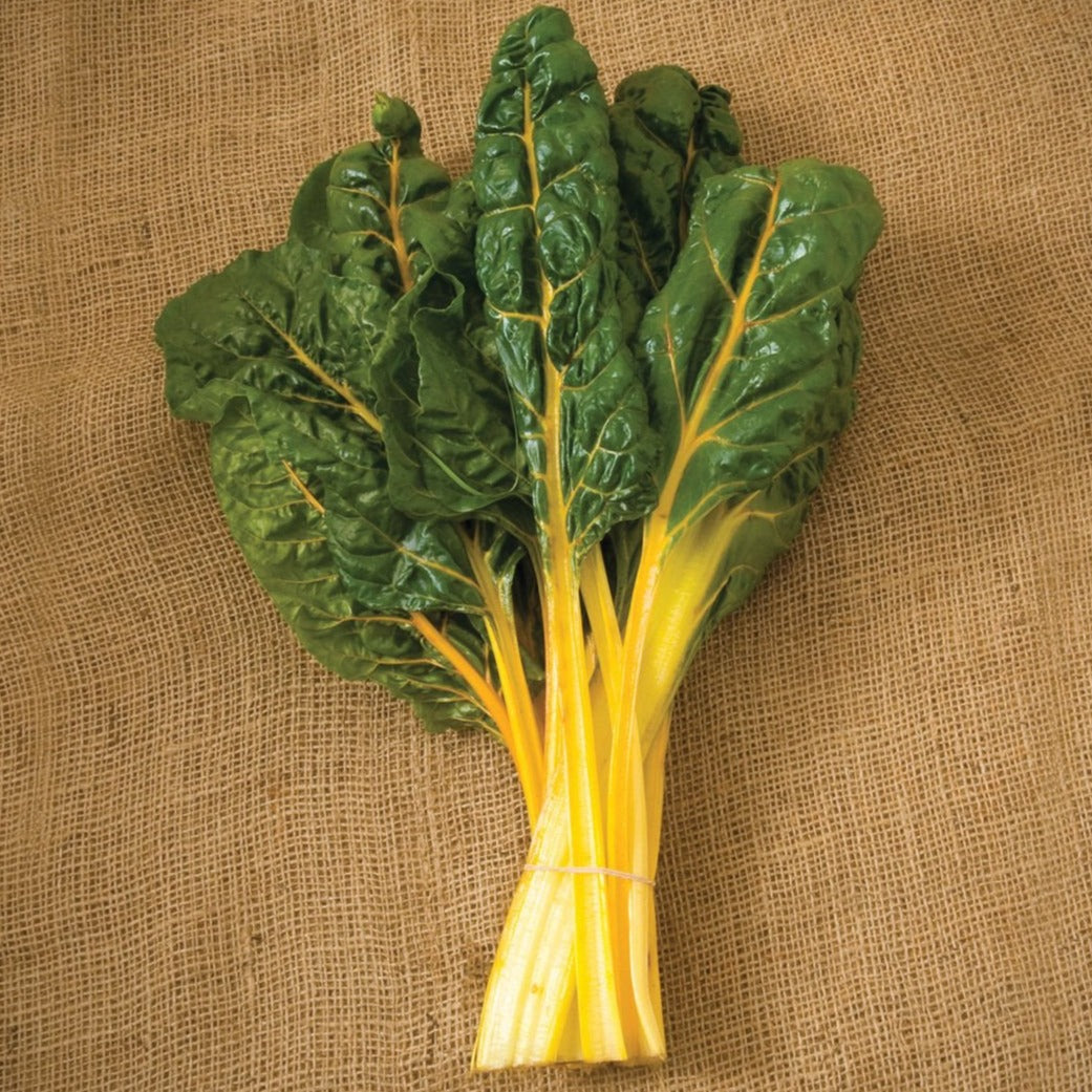 Orange Swiss Chard by MIgardener