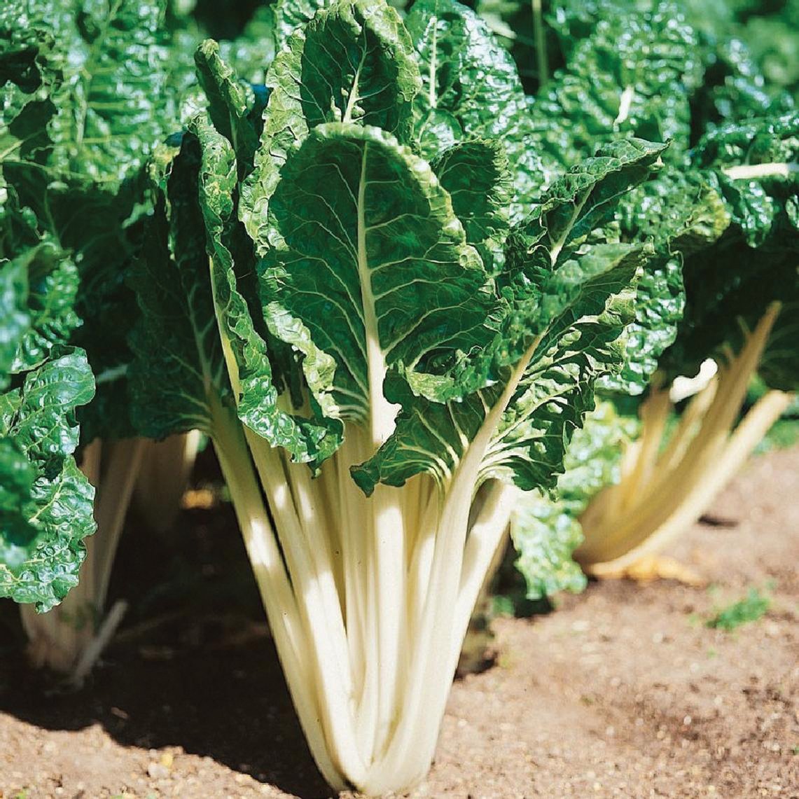 Lucullus Swiss Chard by MIgardener