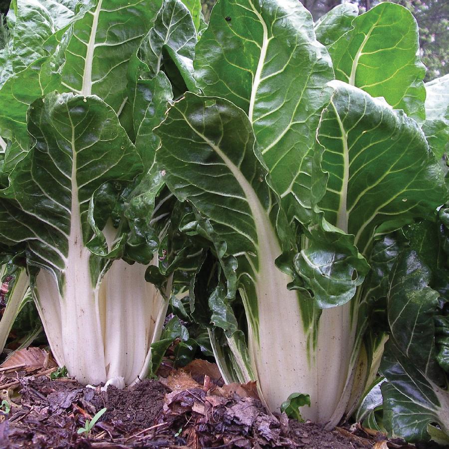 Fordhook Giant Swiss Chard by MIgardener