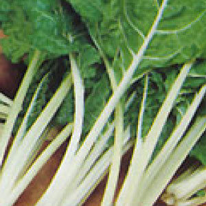 SWISS CHARD Seeds, Fordhook Giant