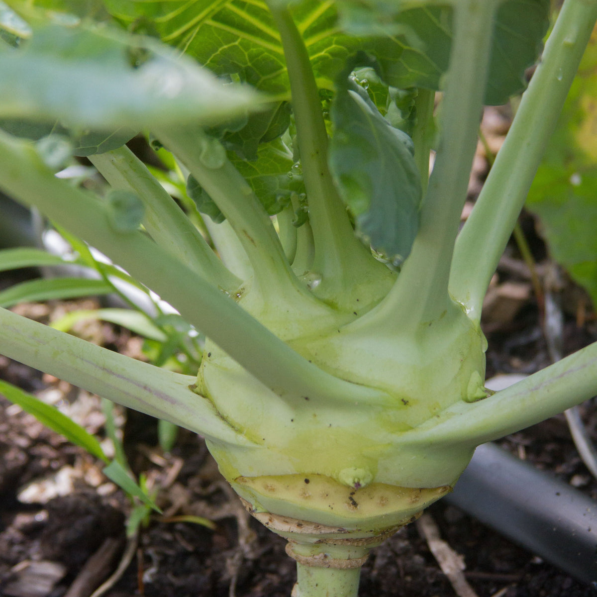 White Vienna Kohlrabi by MIgardener