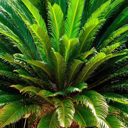 Sago Palm Tree  in 3 gal container 3 feet tall from Everglades Farm