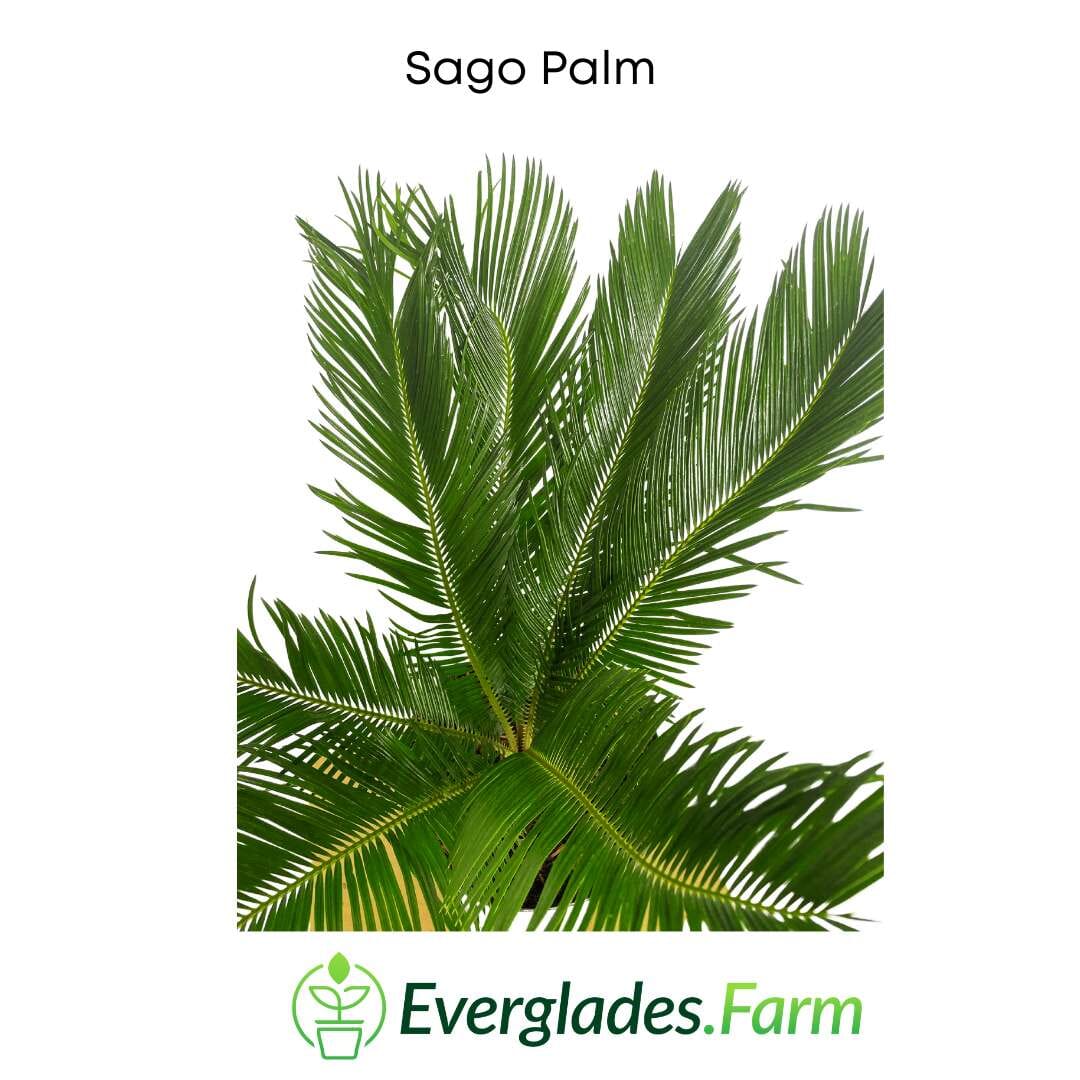 Sago Palm Tree  in 3 gal container 3 feet tall from Everglades Farm