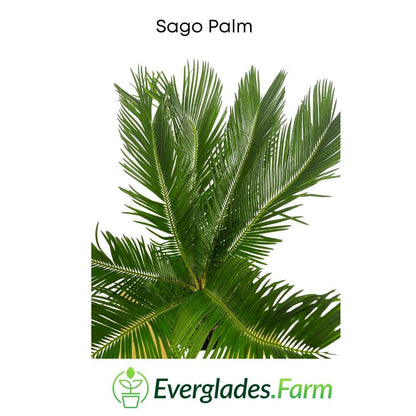 Sago Palm Tree  in 3 gal container 3 feet tall from Everglades Farm