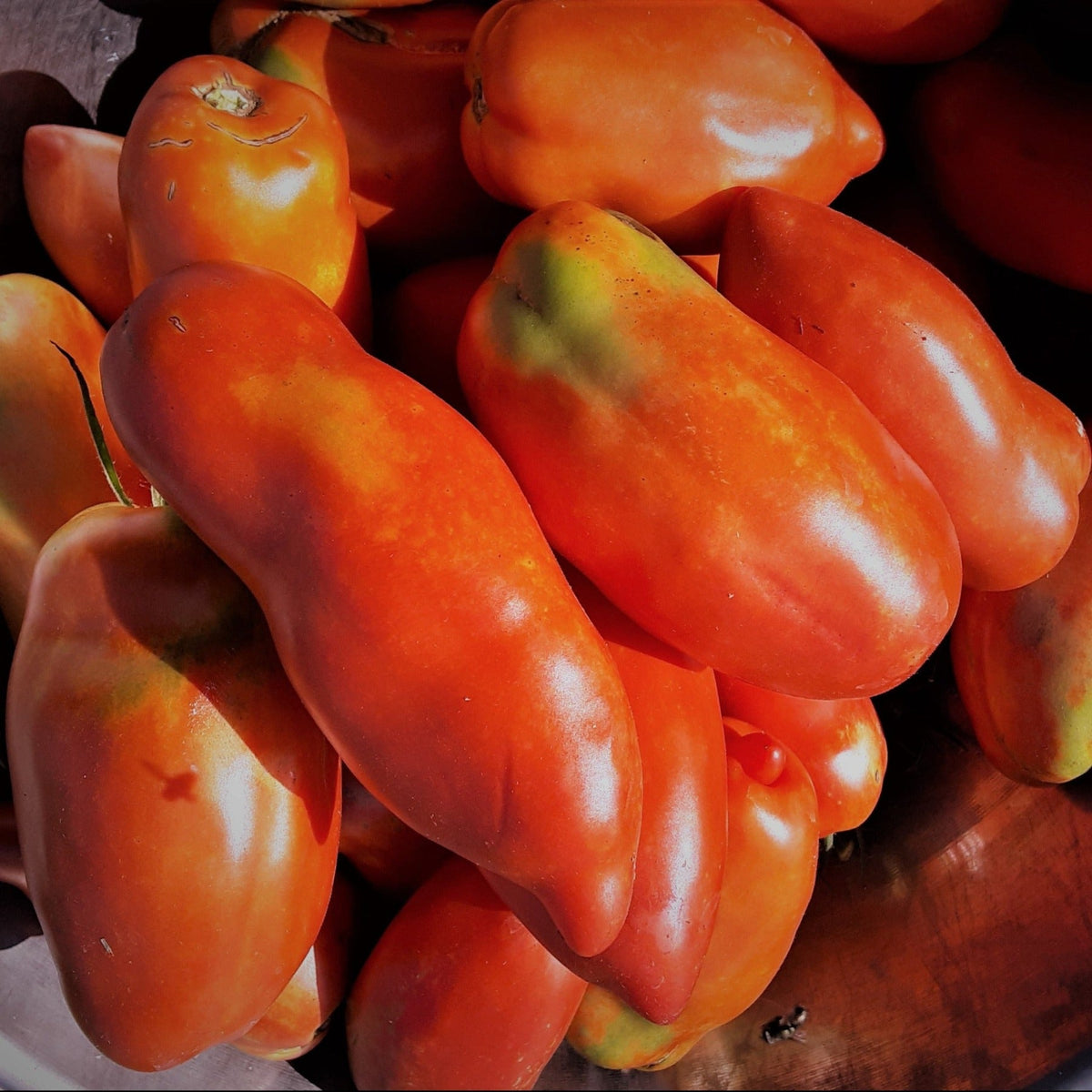 San Marzano Redorta Heirloom Tomato Seeds by Papaws Garden Supply