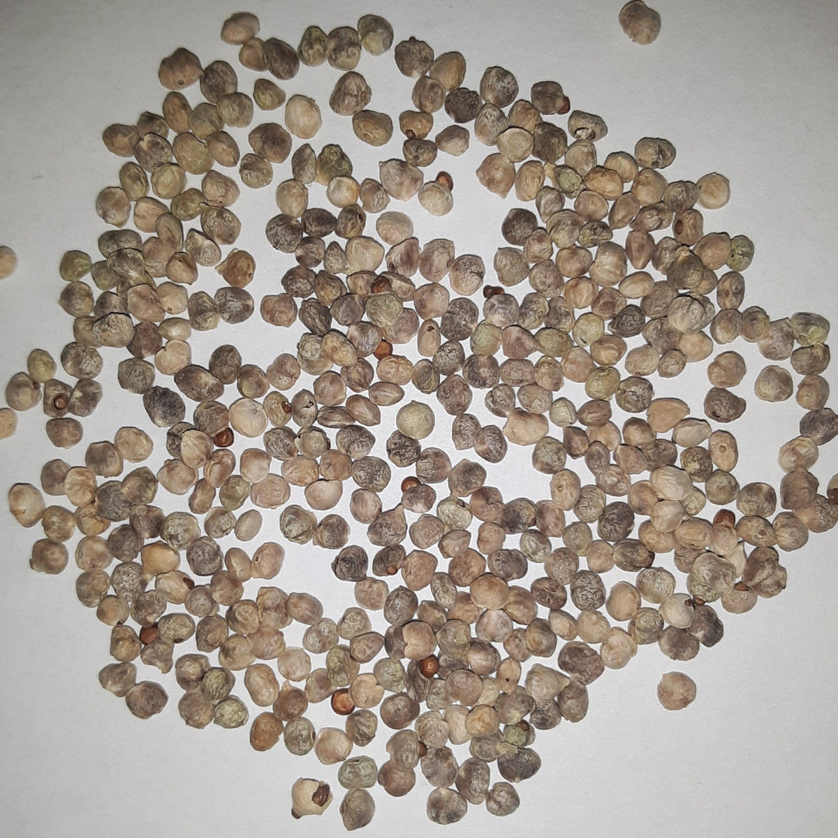 Seaside Hybrid Spinach Seeds, image 2 of 5