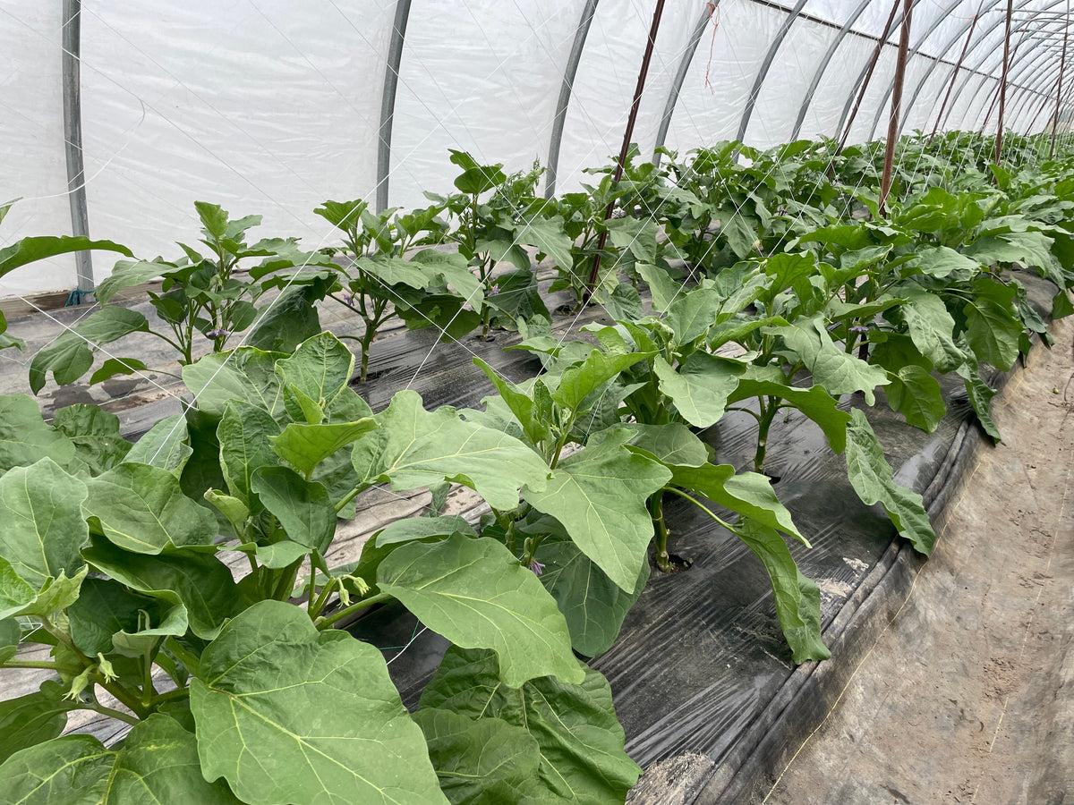 White Eggplant l Suzuki Farm l 1-2 pc, image 2 of 3
