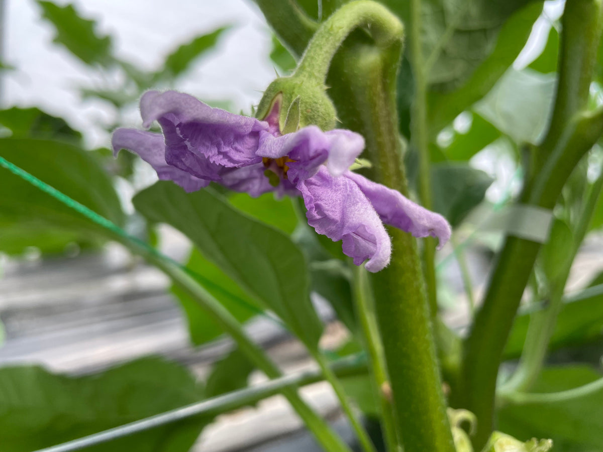 White Eggplant l Suzuki Farm l 1-2 pc, image 3 of 3