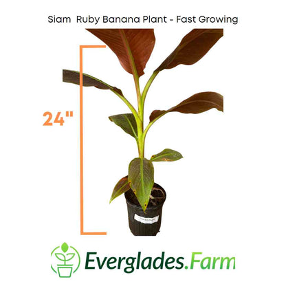 Siam Ruby Banana Plant