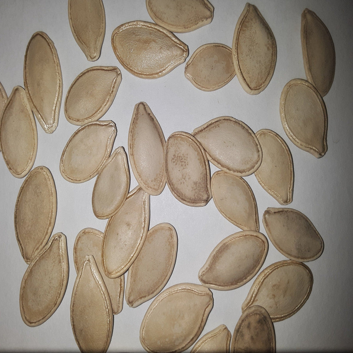 Small Sugar Heirloom Pumpkin Seeds, image 2 of 5