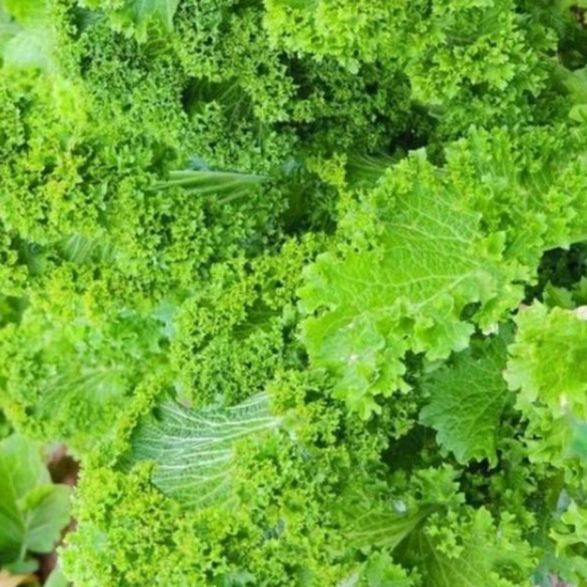 Southern Giant Curled Mustard Seeds, image 2 of 4