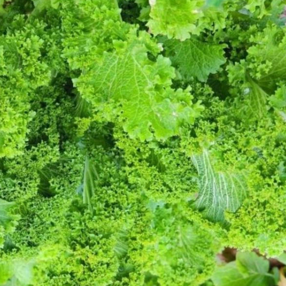 Southern Giant Curled Mustard Seeds by Papaws Garden Supply