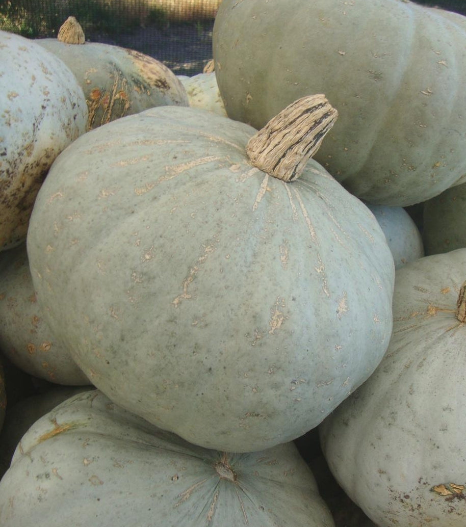 Sweet Meat Squash by MIgardener