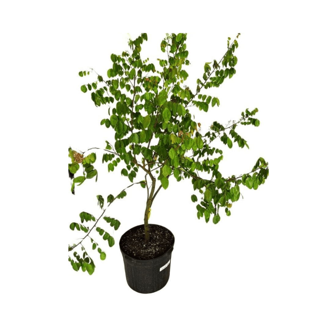 Arkin Star fruit Carambola Fruit Tree, Grafted, Fruit Trees from Everglades Farm