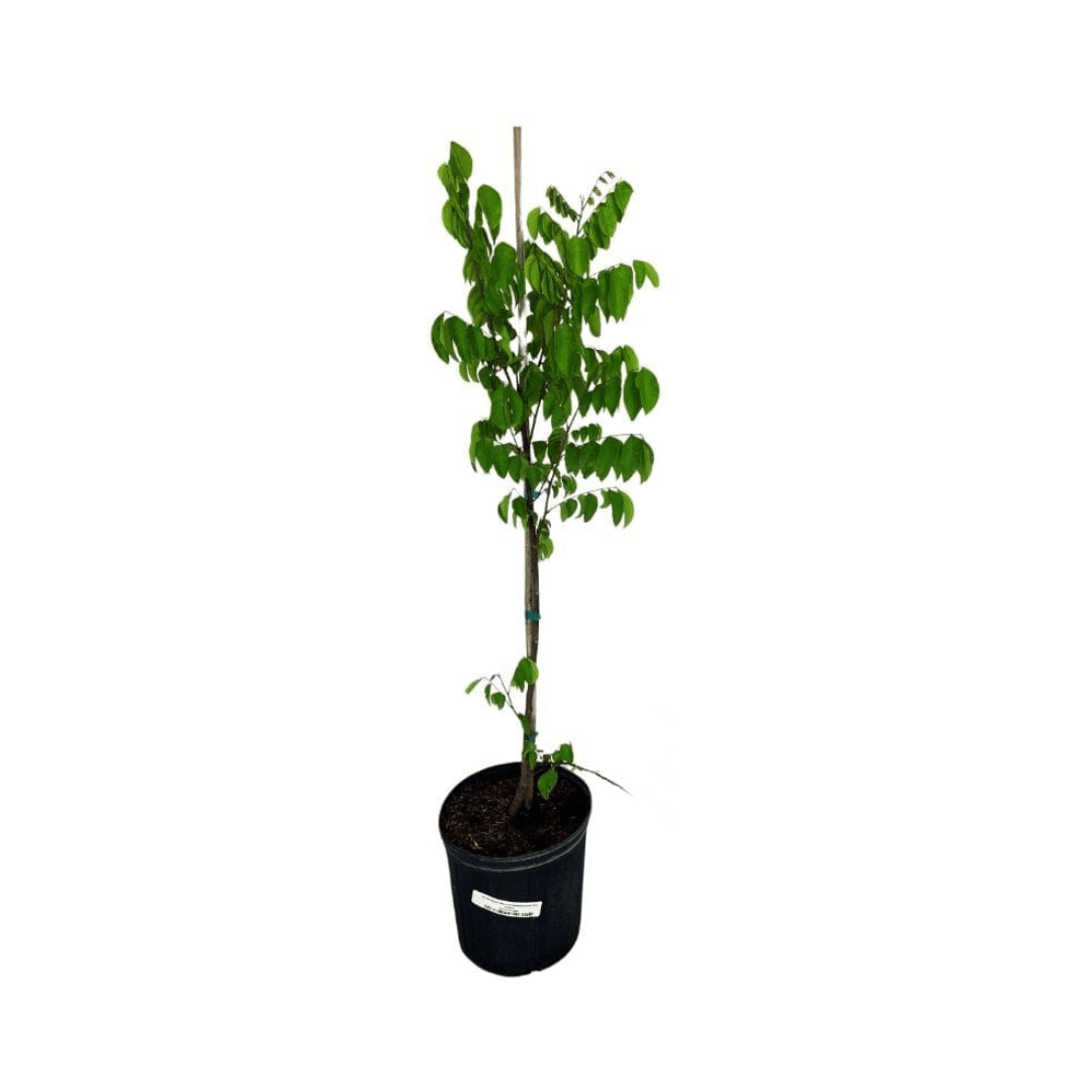 Arkin Star fruit Carambola Fruit Tree, Grafted, Fruit Trees from Everglades Farm