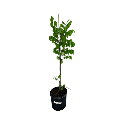 Arkin Star fruit Carambola Fruit Tree, Grafted, Fruit Trees from Everglades Farm
