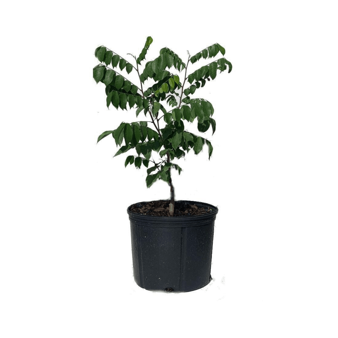 Arkin Star fruit Carambola Fruit Tree, Grafted, Fruit Trees from Everglades Farm