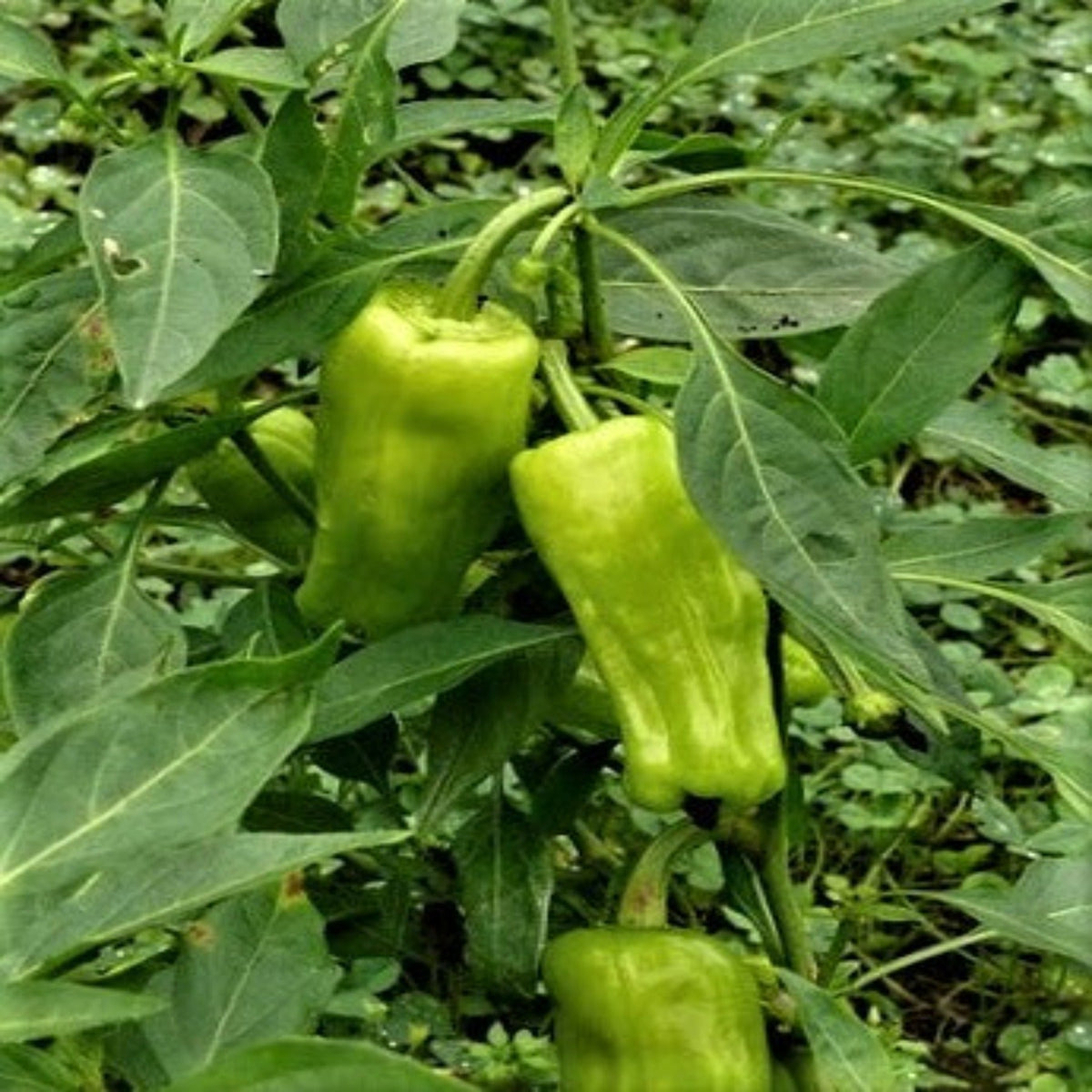 Greek Pepperoncini Hot Pepper Seeds by Papaws Garden Supply