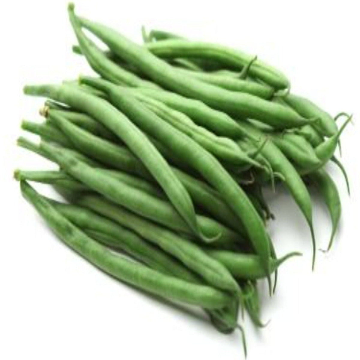 Strike Bush Green Bean Untreated and Treated Seeds by Papaws Garden Supply