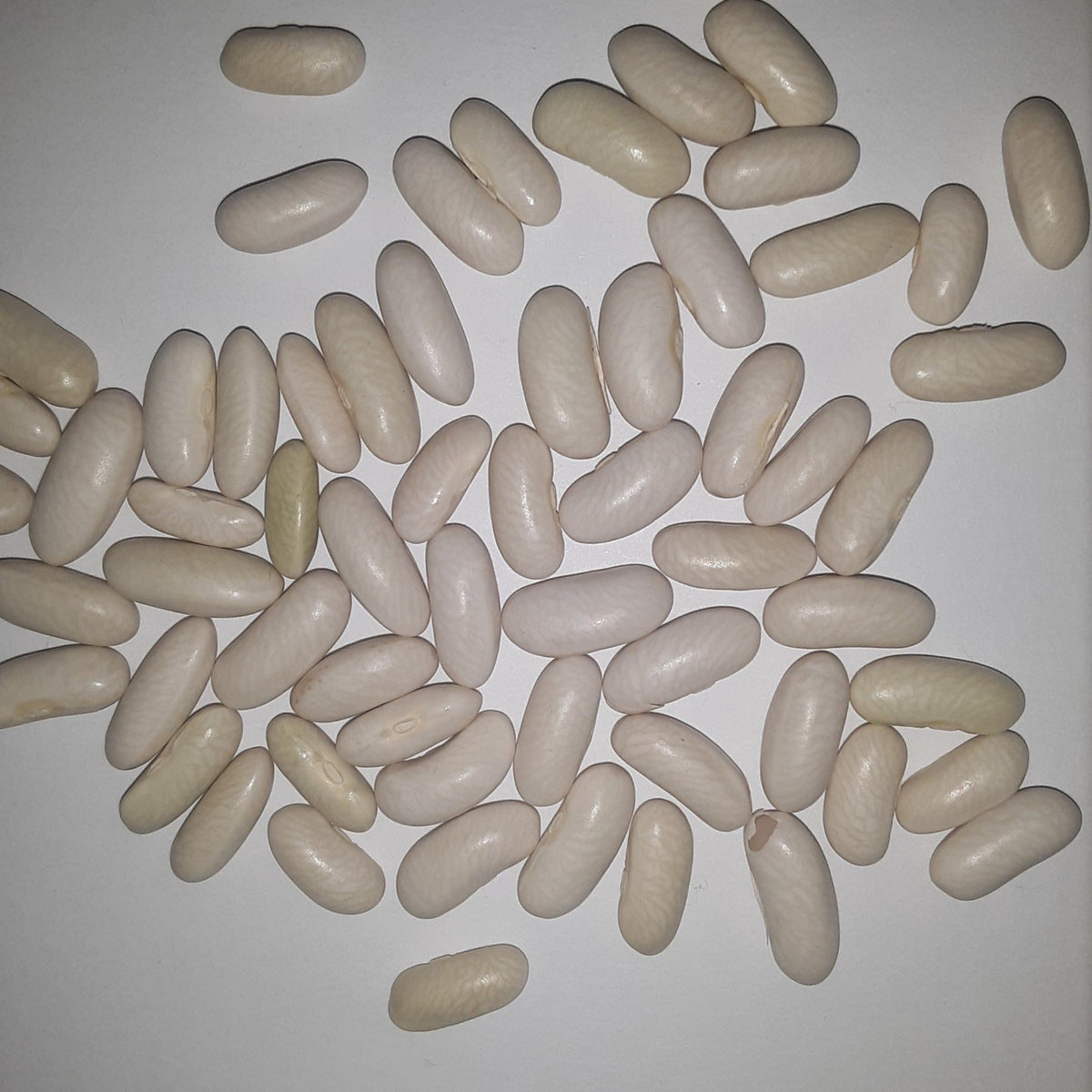 Strike Bush Green Bean Untreated and Treated Seeds, image 2 of 9