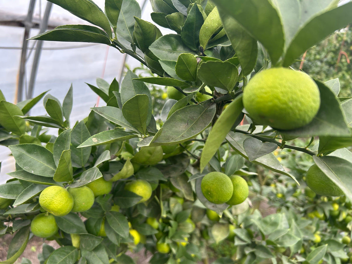SUDACHI | Suzuki Farm | 2-3 pc, image 2 of 3